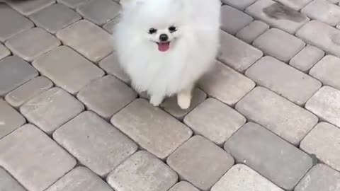 cute and funny dogs