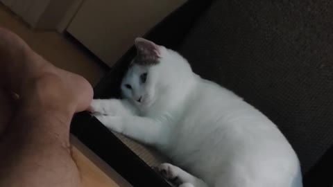 A video of a cat playing with its feet.