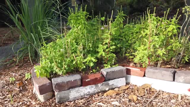 Start a thriving garden with just this 1 envelope of seeds!