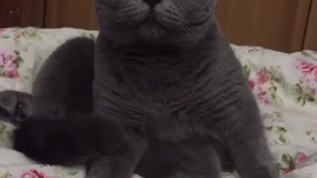 The cat rests on the bed