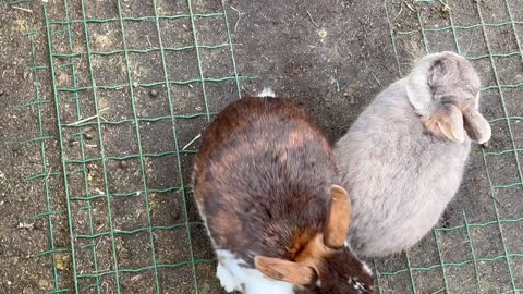 Rabbit pen