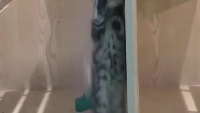 Best Cat Funny Clip #01