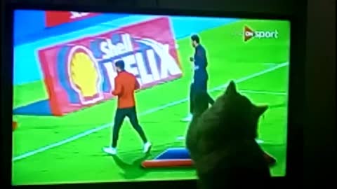 Cat Tries to Catch Football Player Through TV