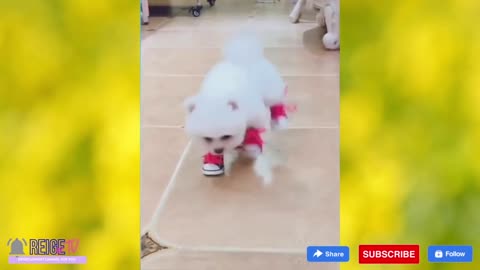 CUTE PUSS AND DOG | Cuteness Killer | Funny Video Clips