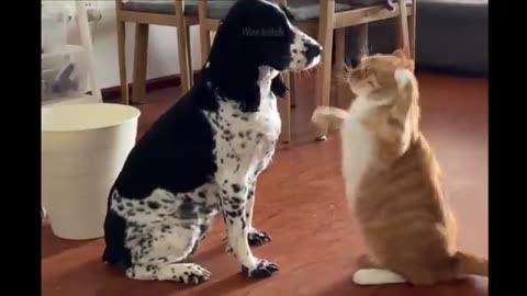 CAT FUNNY VIDEO😝