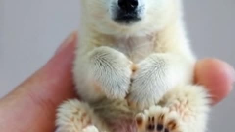 Cute polar bear #baby