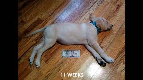 Watch a Labrador Puppy Grow in 30 seconds - #MikoTheLabradorNinja