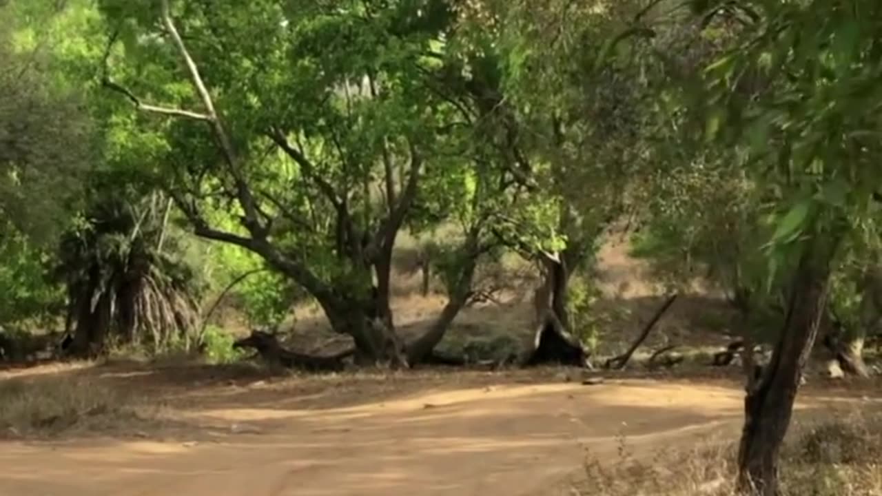 Wildlife in closer view with a natural perspective.