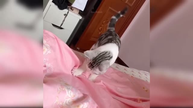 cute cat funny video 🙀😂