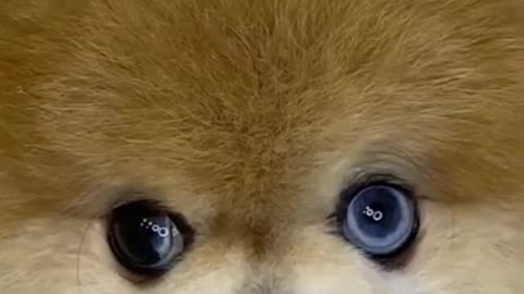 Funny dog