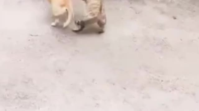 Cute cat versus funny dog fight water let's see who is win, 😁😁😁