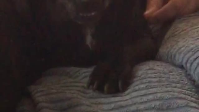 Black dog on couch growls