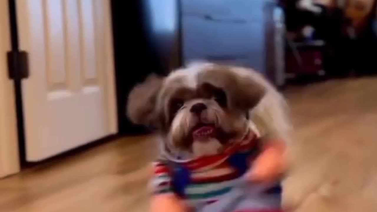 Dogs 🐕 is ready to feiyt