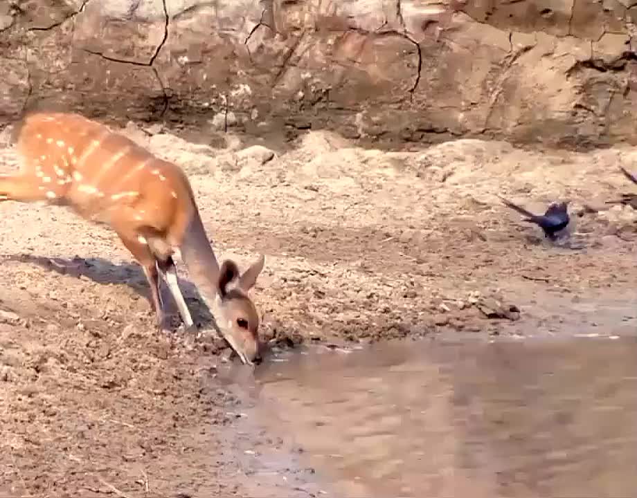 A very lucky bushbuck- Escape from crocodile