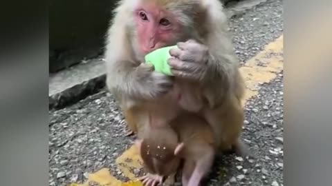 Vídeo of Monkey and mama monkey play and food - conpilation