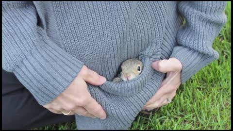 Cute Baby Squirrel