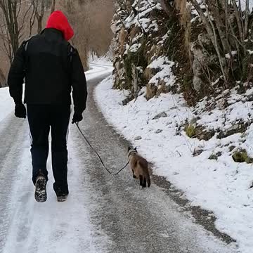 unusual cat adventure on winter