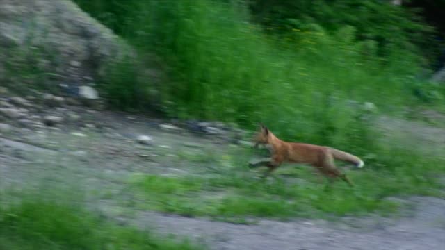 Maman renard_juillet 2022