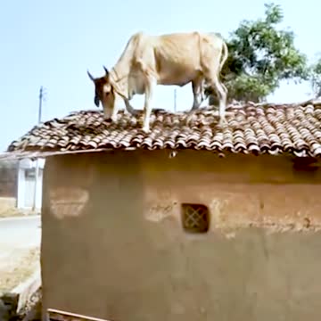 Cow in Roof top
