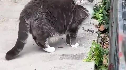 Funny cats 😂😂