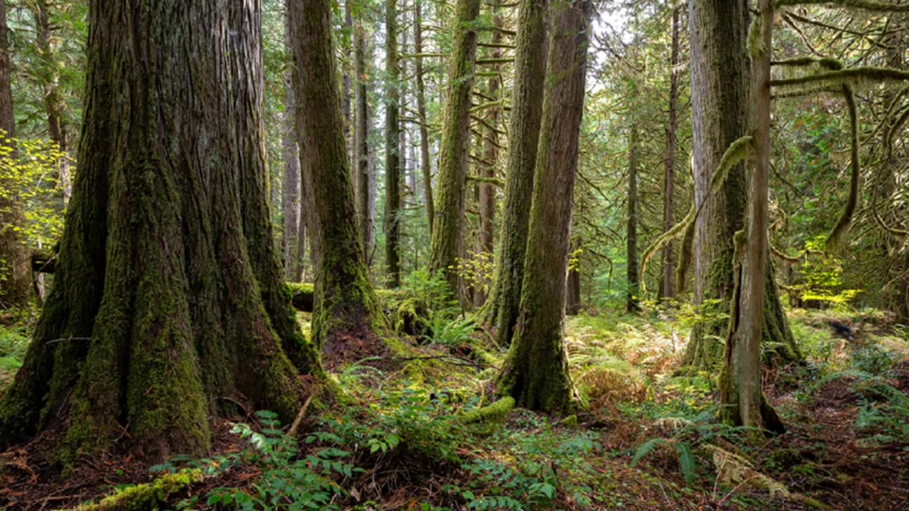 STRANGE OCCURRENCES IN THE US FORESTS THE GOV'T IS HIDING IT ALL