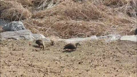 The duck couple's spring outing in the city1