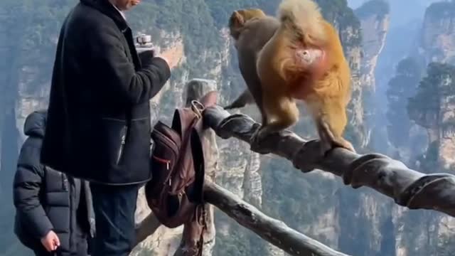 Funny video best animal seene tranding video monkey video cat video dog all funny videos 🤣