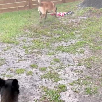Dog Saves American Flag From Ground During Rain Storm #belgianmalinois #smartdog #dog
