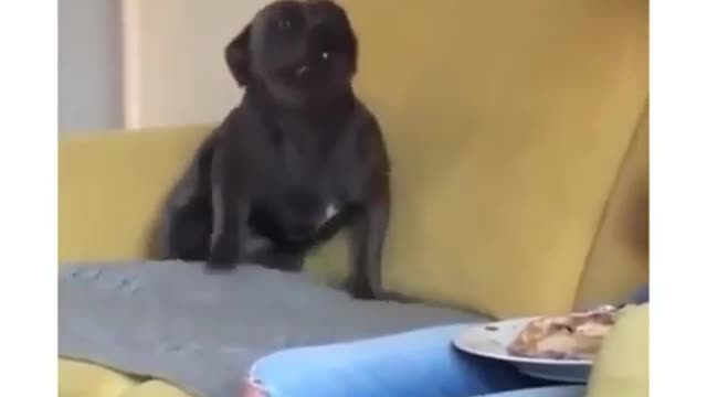 Puppy excited to his master's food