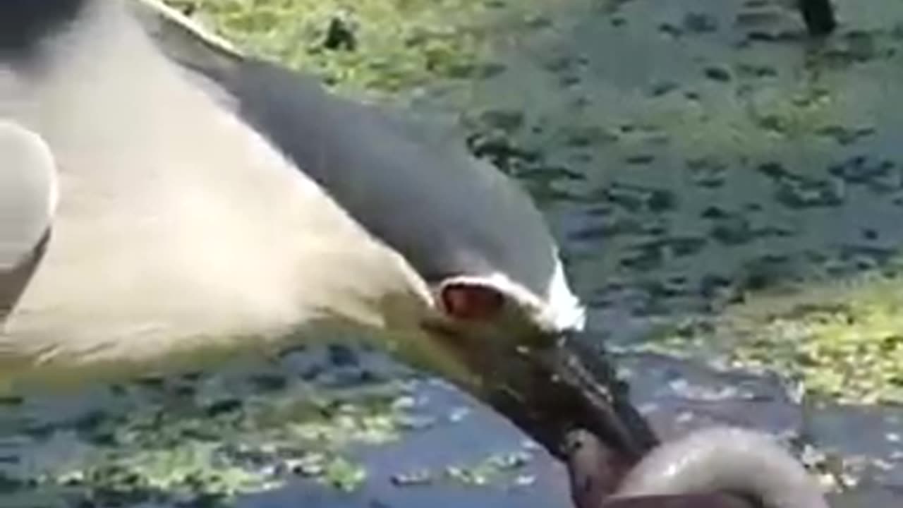 Black heron attack big eel____