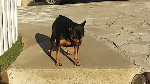 man encouraging his pet dog to go down the stairs