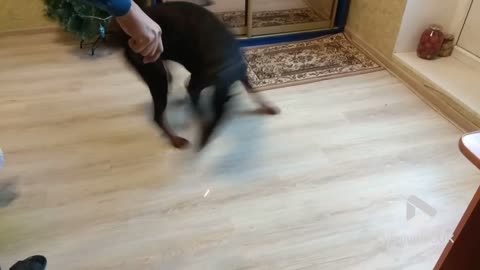 Laser pen bamboozles Doberman