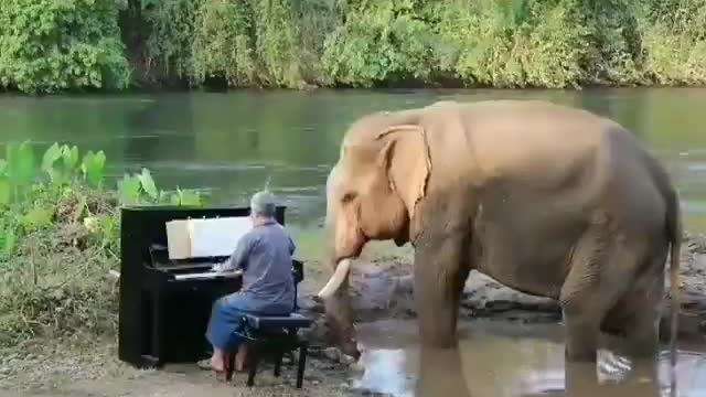 Man plays piano for an elephant