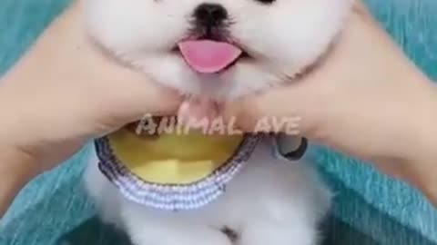 Cutest Cats and Dogs