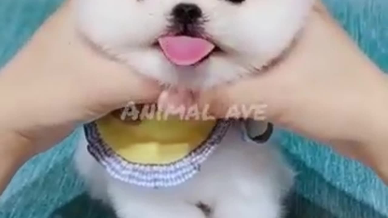 Cutest Cats and Dogs