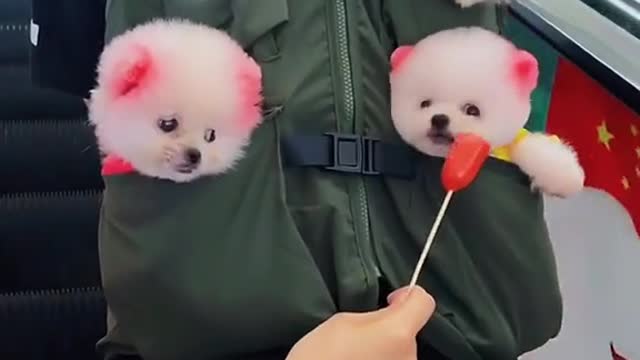three cute baby dog