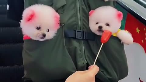 three cute baby dog