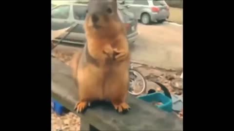 Ultimate you laugh you love funny compilation