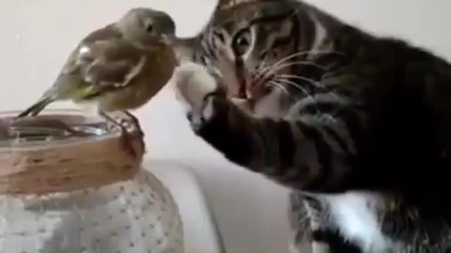 May cat pet you birdie