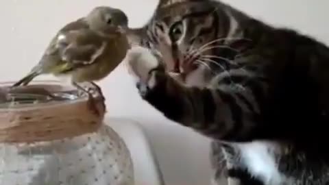 May cat pet you birdie