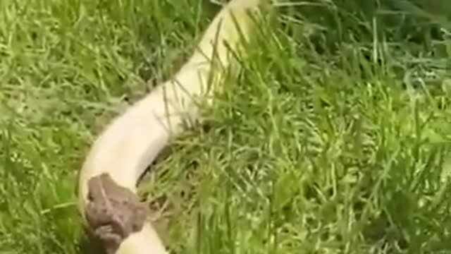 Frog rides over snake