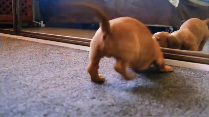 Dog "Bravo" | funny animals videos