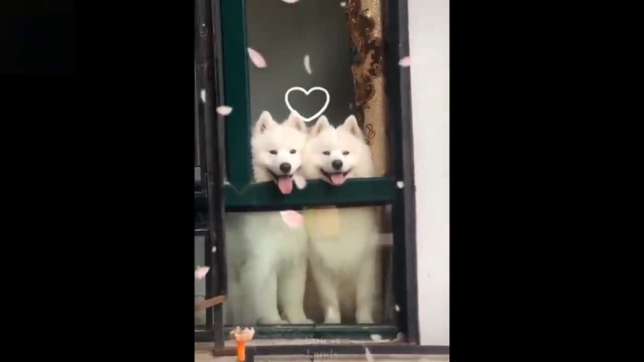 verry super funny babies video