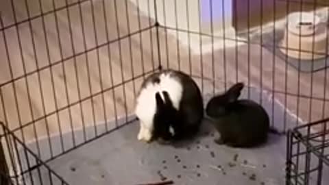 Woman Rescues 2 Bunnies And Ends Up With 10
