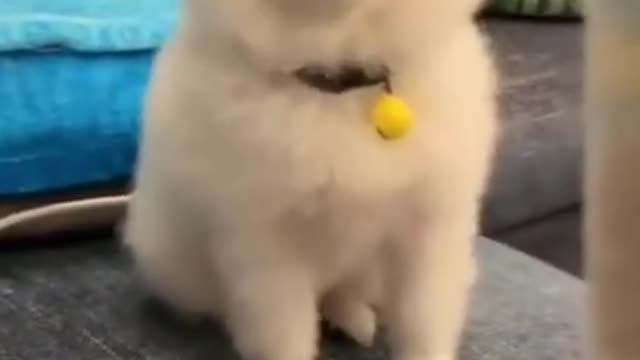 cute dog adorably playing with the girl