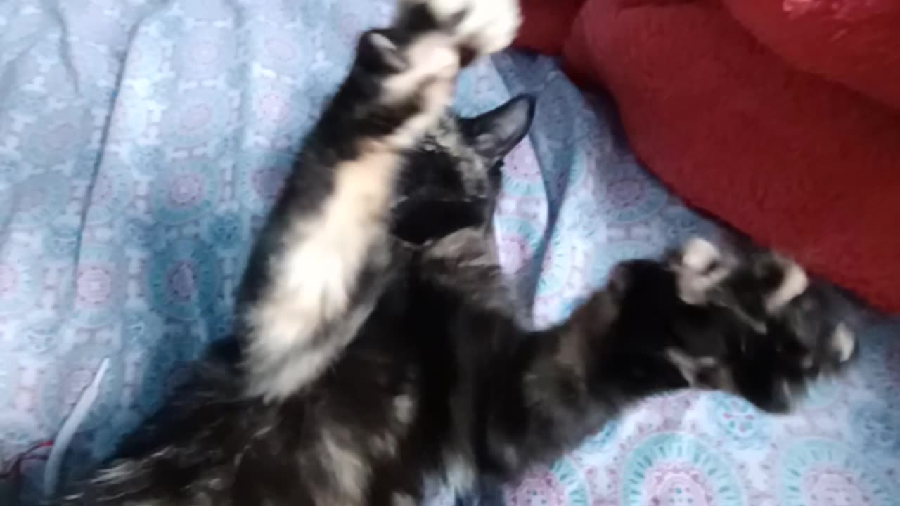 "Zoomy" Rescued 3 weeks ago. Blind in 1 eye.
