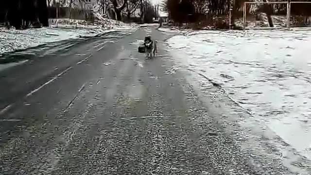 how to walk husky properly