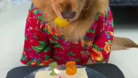 Happy birthday Doggie! Cute dog reaction