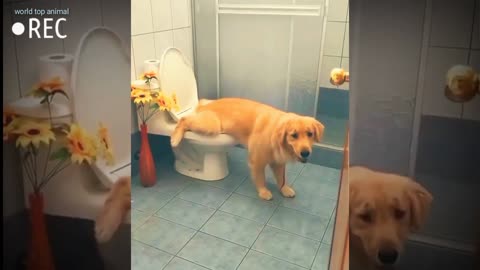 Toilet wow funny dog 🐩🐕😂