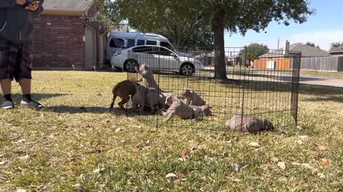 Boxer Vs. Pitbull Puppies Didn’t Expect That 😳😳